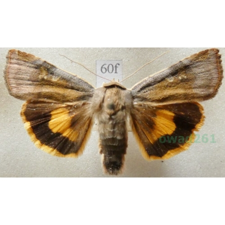 Noctua janthe (Borkhausen, 1792) Rolnica przepaska Czech60f